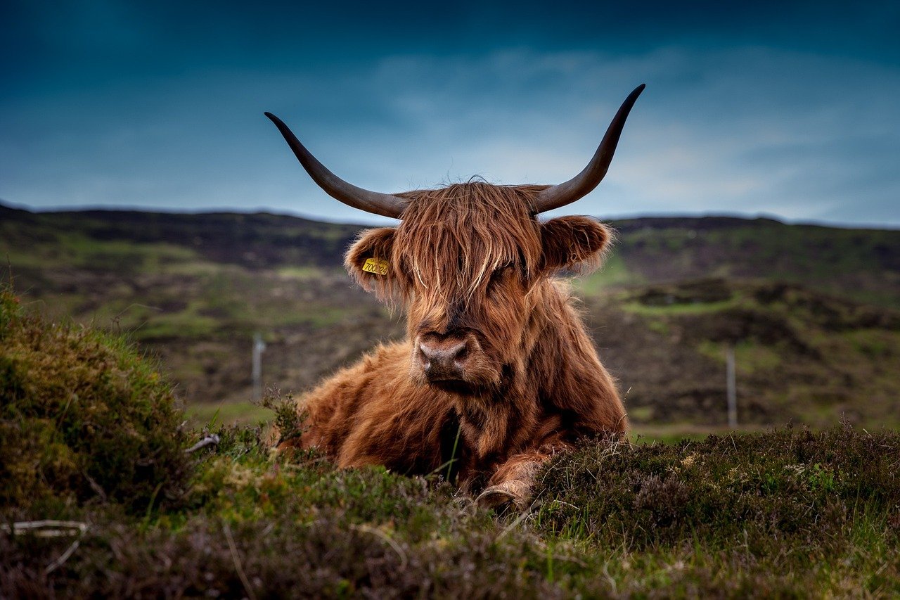 cattle, animal, pasture-192976.jpg